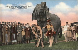 Winter Quarters of Ringling Bros.- Barnum & Bailey Circus - Elephant Getting A Manicure Postcard