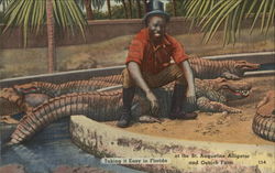 Take it Easy in Florida at the St. Augustine Alligator and Ostrich Farm Postcard