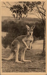 Kangaroo Postcard