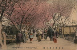 Cherry Blossom at Arakawa Tokyo Postcard