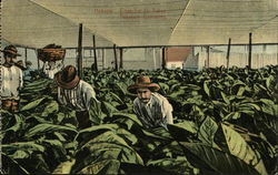 Habana: Tobacco Gathering Havana, Cuba Postcard Postcard