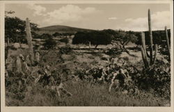 Tropical Landscape Curacao Caribbean Islands Postcard Postcard