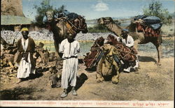 Jerusalem - Camels and Camelers Postcard