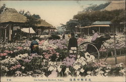 Iris Garden at Horikiri, Tokyo Postcard