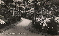 Furnas (Parque) S.Miguel - Acores Postcard