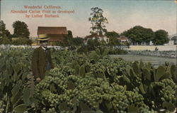 Catcus Fruit California Postcard Postcard Postcard