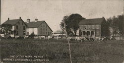 Hershey Chocolate Co. - Herd of Cows Postcard