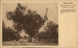 Washington Elm Postcard