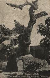 Junipero Oak, Mission San Carlos Postcard