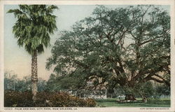 Palm and Oak, City Park Postcard