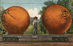 A Carload of Mammoth Navel Oranges From Exaggeration Postcard Postcard Postcard