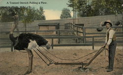 Trained Ostrich Pulling a Plow Postcard