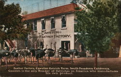 Cawston Ostrich Feather Factory Postcard