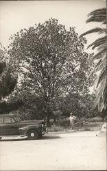 Man Standing Beneath Tree Near Car McAllen, TX Postcard Postcard Postcard