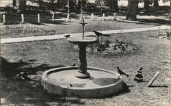 Birds in Large Birdbath - Sunset Motel McAllen, TX Postcard Postcard Postcard