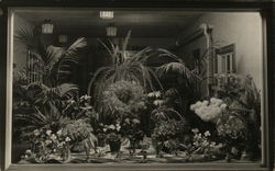 Display of Plants and Flowers Benton Harbor, MI Postcard Postcard Postcard