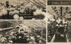 Three Green-House Photos, Including Chrysanthemums Benton Harbor, MI Postcard Postcard Postcard