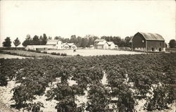 House of David Farm Postcard