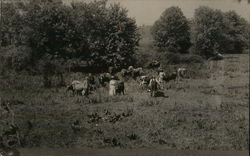 People in Field with Farm Animals Near Trees Benton Harbor, MI House of David Postcard Postcard Postcard