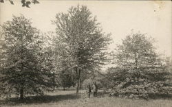 Trees in Field, Two People Standing in Distance Benton Harbor, MI House of David Postcard Postcard Postcard