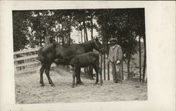 Man with Mare and Colt Near Trees Benton Harbor, MI House of David Postcard Postcard Postcard