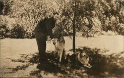 One Man and Two Collie Dogs Postcard