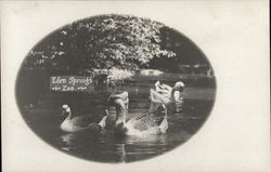 Ducks Swimming in Water - Eden Springs Zoo Postcard