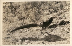 A Bird with a Long Tail Feather Postcard