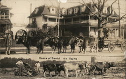 House of David Ox Teams Benton Harbor, MI Postcard Postcard Postcard