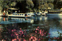 Florida's Beautiful Rainbow Springs Postcard