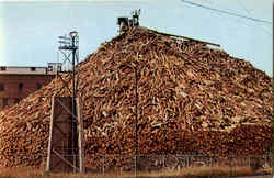 A Maine Woodpile Postcard