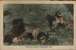 Baby Sea Lions Postcard