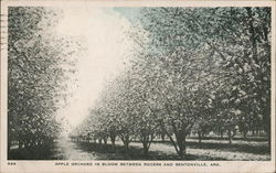 Apple Orchard in Bloom Between Rogers and Bentonville, Ark. Trees Postcard Postcard Postcard