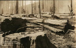 "Save the Redwoods" on the Redwood Highway Crescent City, CA Postcard Postcard Postcard