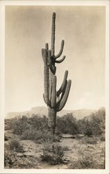 Cactus in the Desert Postcard