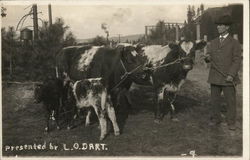 Cows of L.O. Dart Cows & Cattle Postcard Postcard Postcard