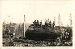 A Big "Stick" - Western Washington Logging Postcard Postcard Postcard