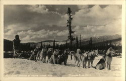 Siberian Sled Dogs Postcard