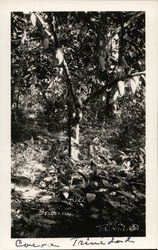 Cocoa Tree in Full Bearing Trinidad Caribbean Islands Postcard Postcard Postcard