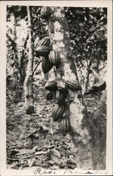 Cacao Tree Postcard