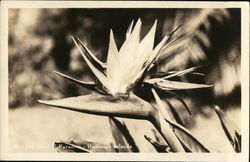 Bird of Paradise Flower Hawaii Postcard Postcard Postcard