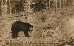 A Little Deer with a Bear Behind Milwaukee, WI Postcard Postcard Postcard