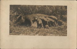 Warm Meals at All Hours - Mother Pig Nursing Babies Postcard