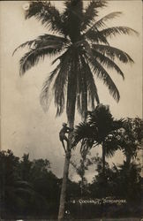 Coconut Palm Singapore, Singapore Southeast Asia Postcard Postcard Postcard