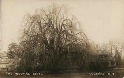 The Weeping Beech Flushing, NY Postcard Postcard Postcard