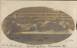 Three Rabbits Side-By-Side: Lady Wooley Jr., Sweet Alice, Chappie H. Postcard