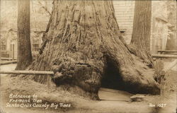 Entrance to Fremont Tree, Santa Cruz County Big Trees California Postcard Postcard Postcard