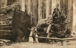 Educational Fallen Tree & Stump on Redwood Highway Postcard