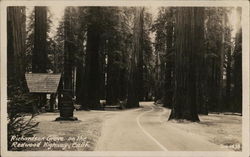 Richardson Grove on the Redwood Highway Eureka, CA Postcard Postcard Postcard