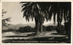 Palms, Oranges, Snow and Sunshine - Southern California Postcard